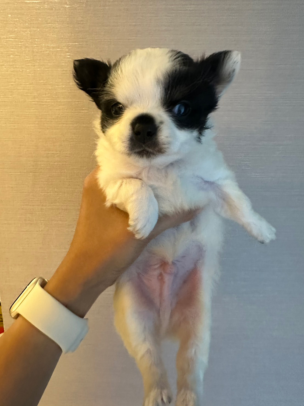 新しい家族を募集中！
