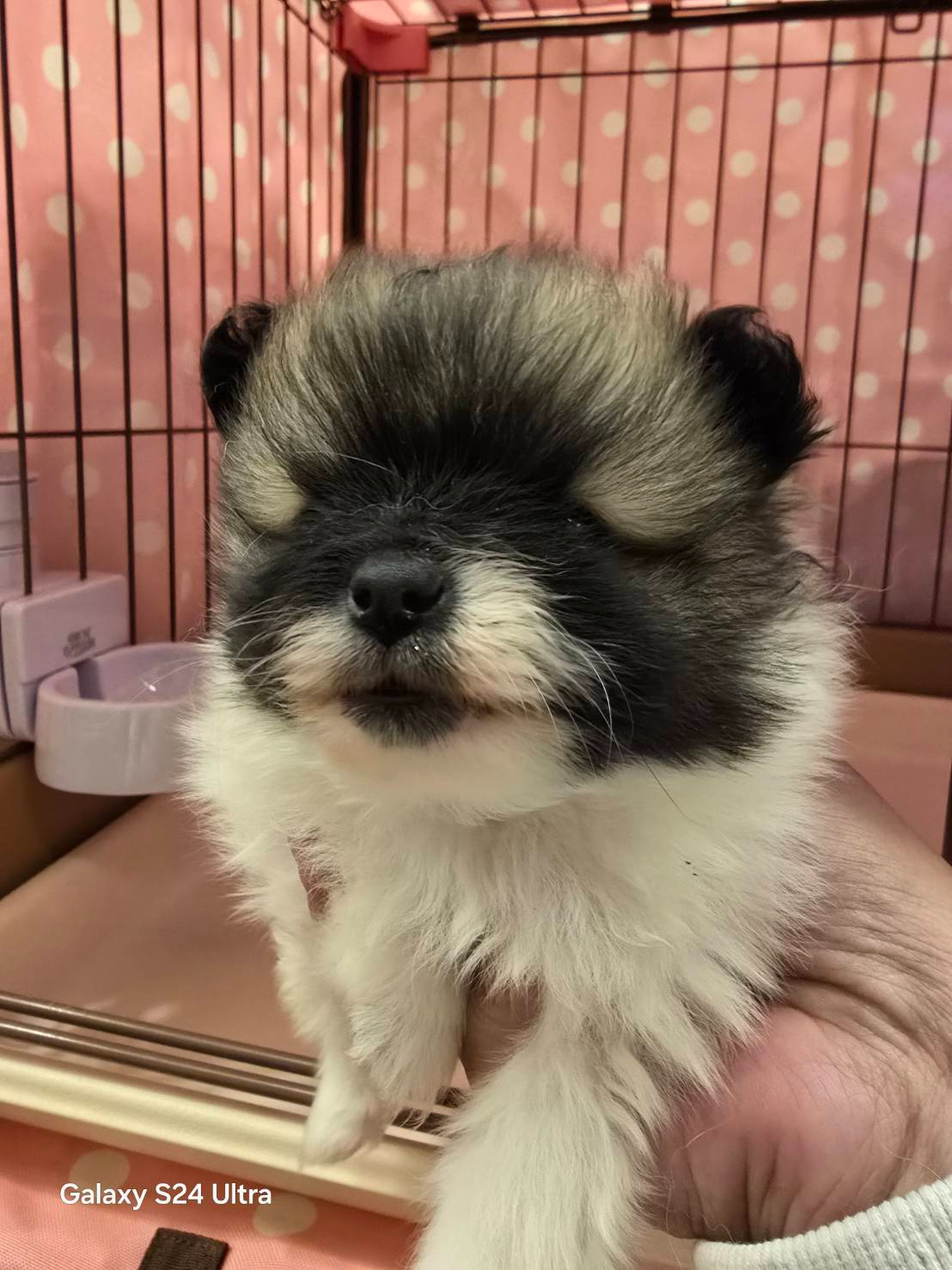 新しい家族を募集中！