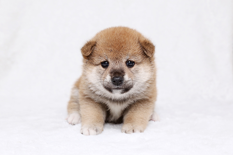 柴犬