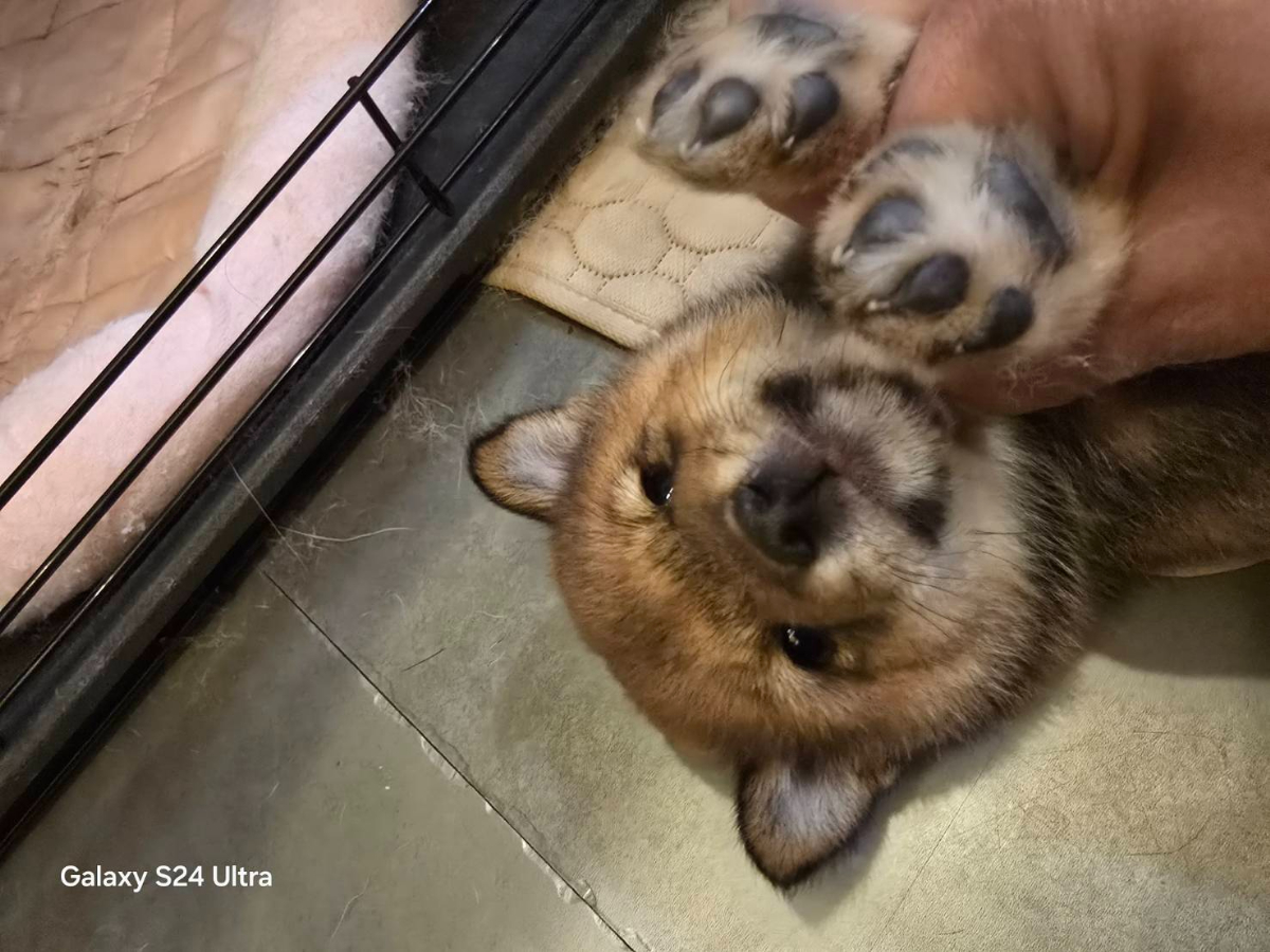 新しい家族を募集中！
