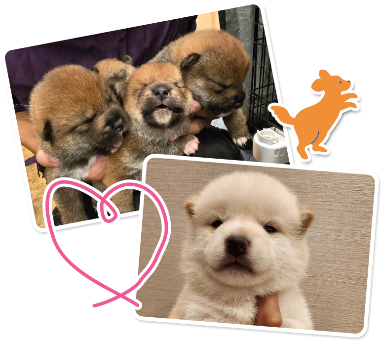 仔犬情報